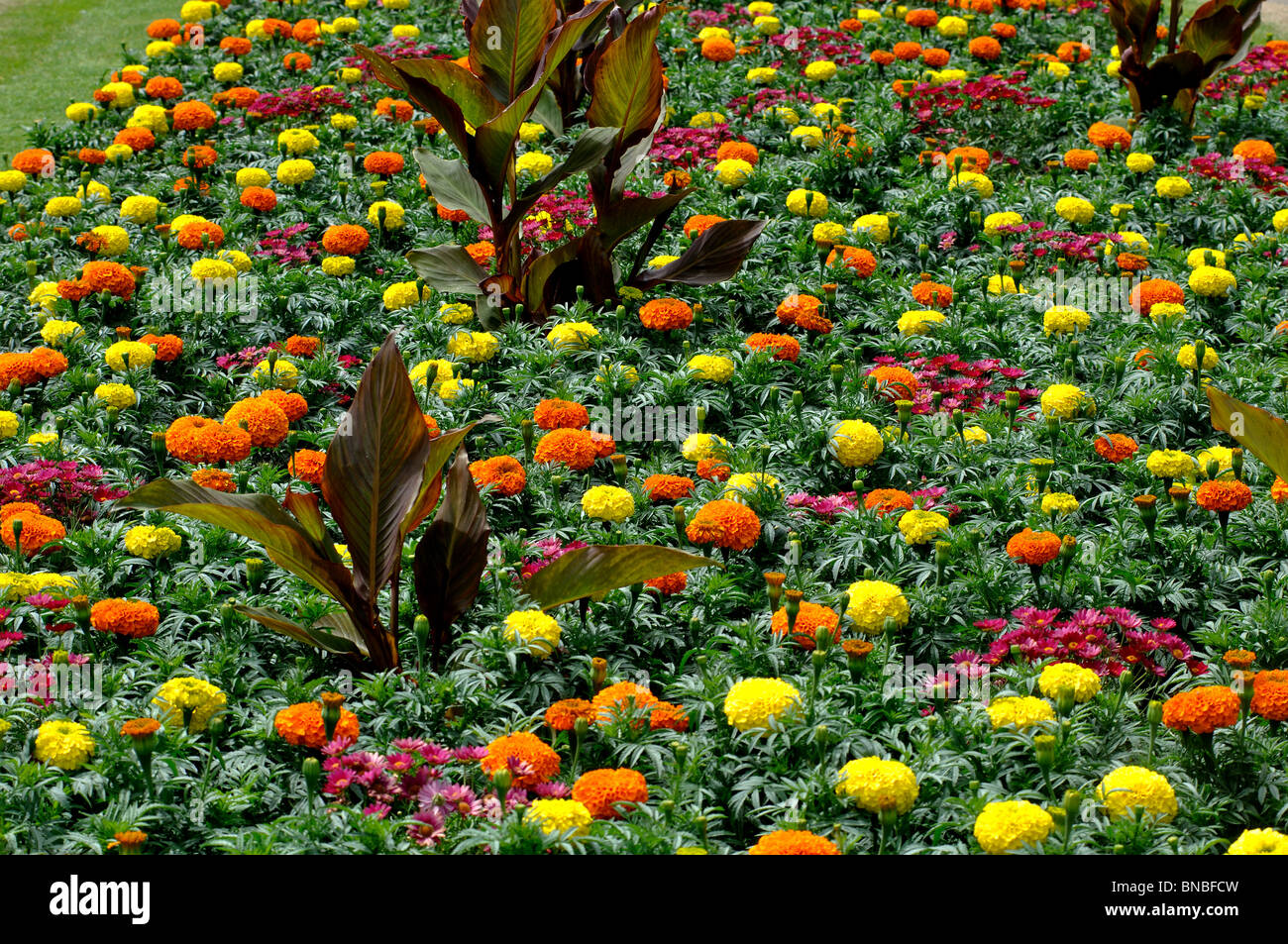 Summer bedding plants, Caldecott Park, Rugby, Warwickshire, England, UK