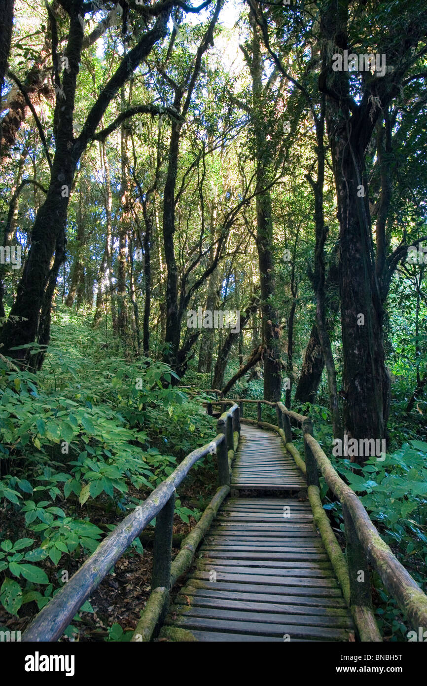 Ang Ka Nature Trail High Resolution Stock Photography and Images - Alamy
