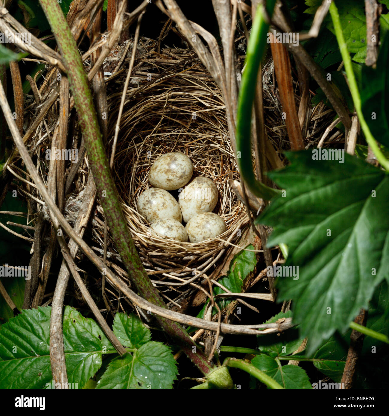 Garden Warbler, Sylvia borin. Nest of a bird with eggs in the nature
