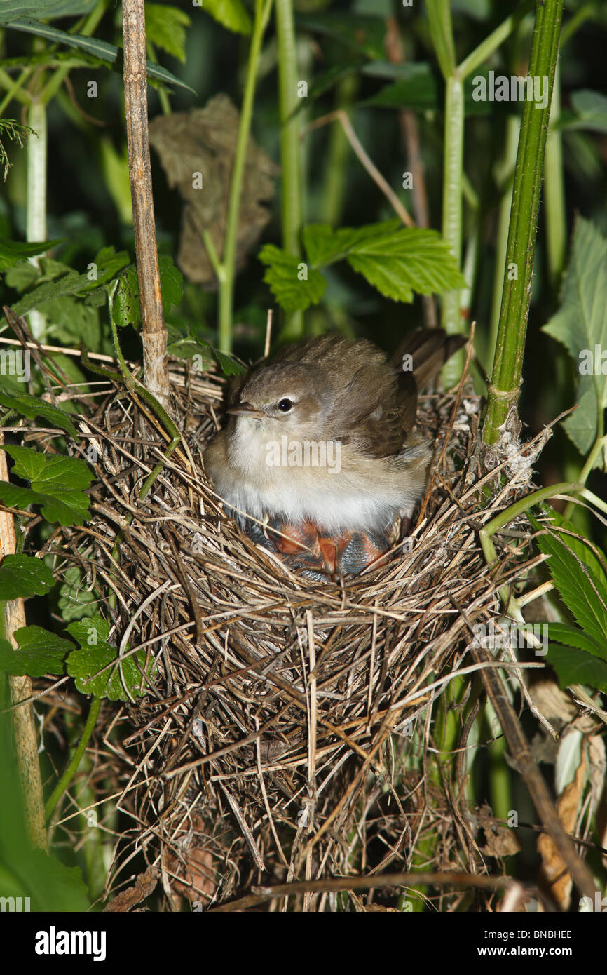 garden-warbler-sylvia-borin-by-a-nest-with-baby-bird-stock-photo-alamy
