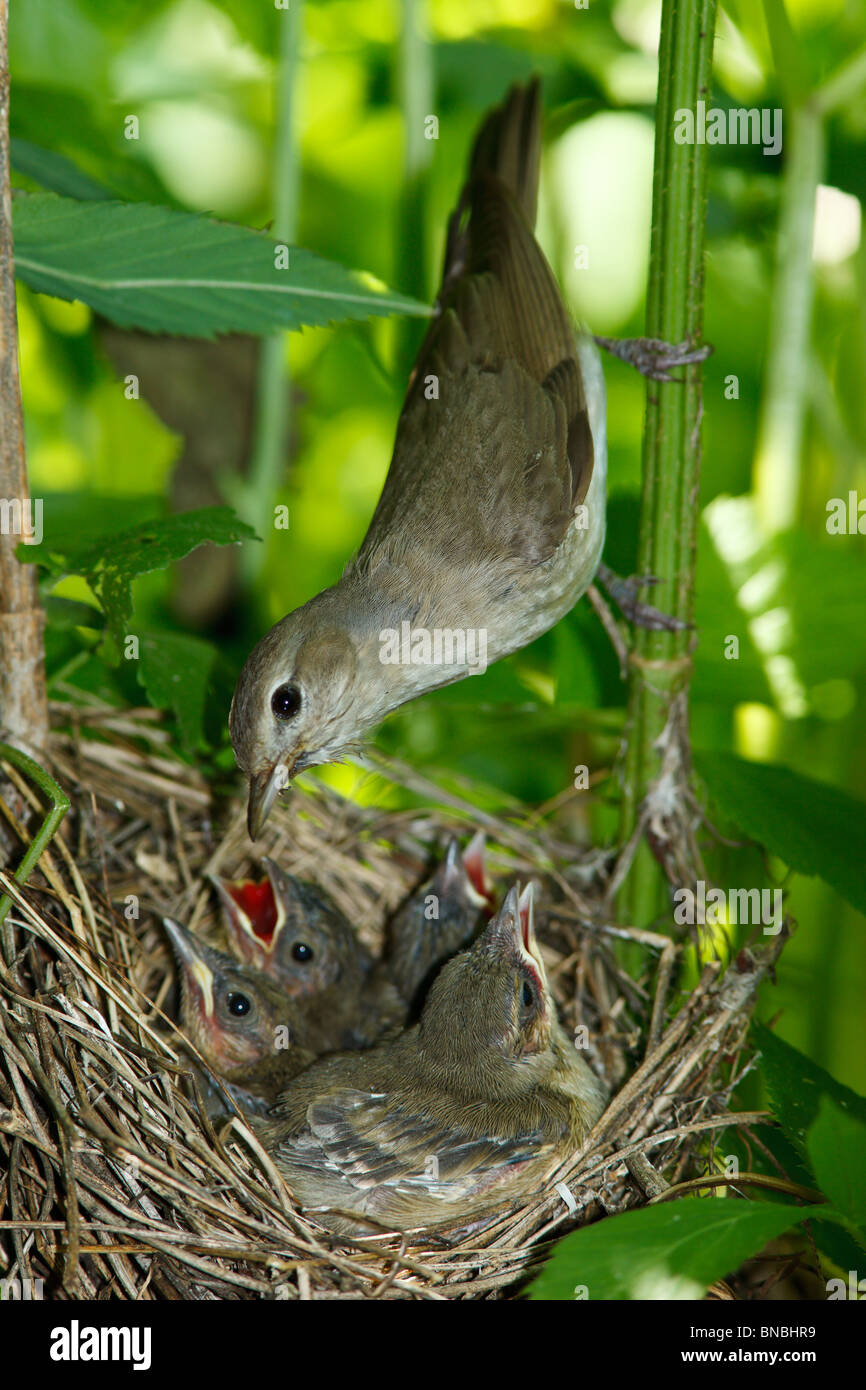 garden-warbler-sylvia-borin-by-a-nest-with-baby-bird-stock-photo-alamy
