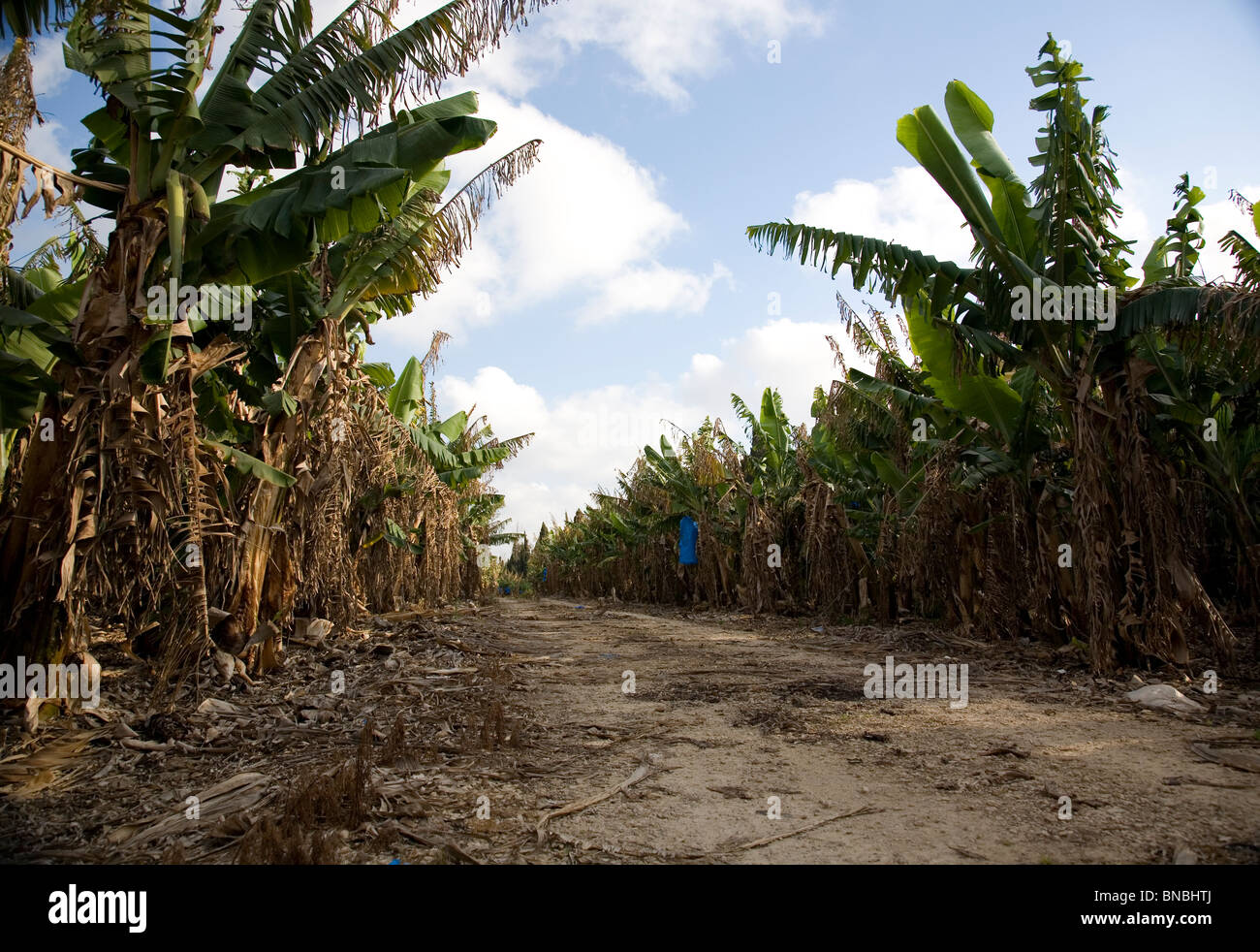 Banana plantations hires stock photography and images Alamy