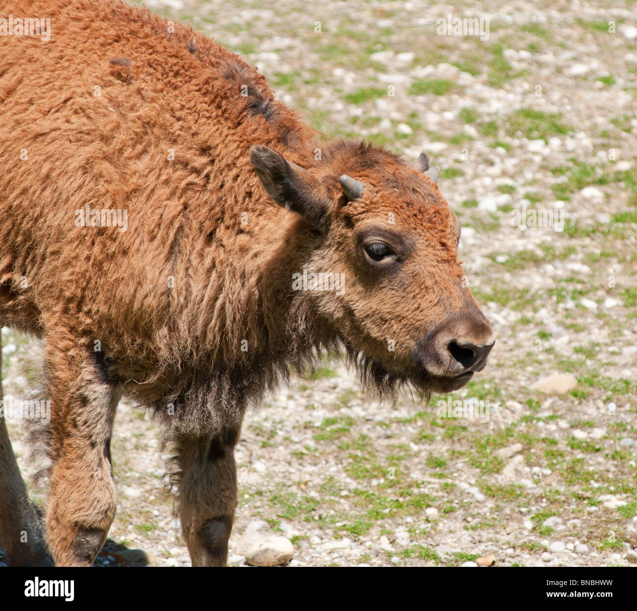 Baby Buffalo up close Stock Photo