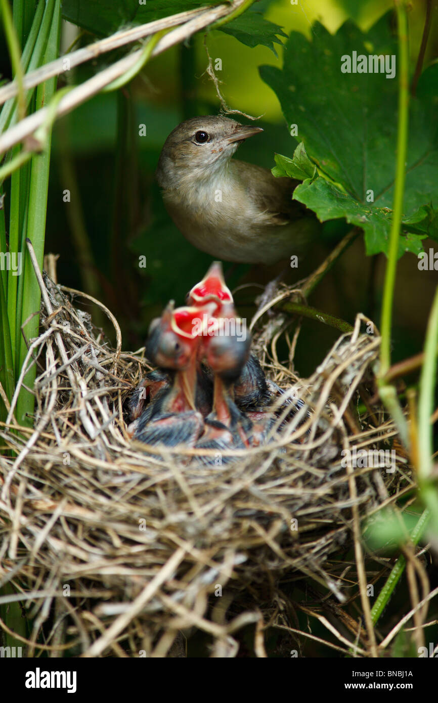 garden-warbler-sylvia-borin-by-a-nest-with-baby-bird-stock-photo-alamy