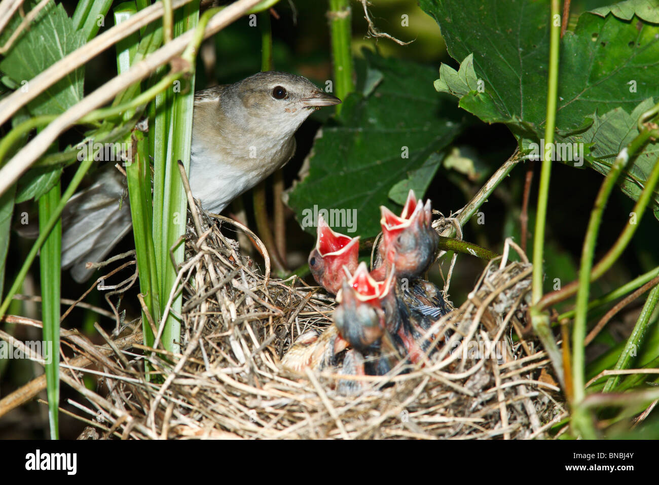 garden-warbler-sylvia-borin-by-a-nest-with-baby-bird-stock-photo-alamy