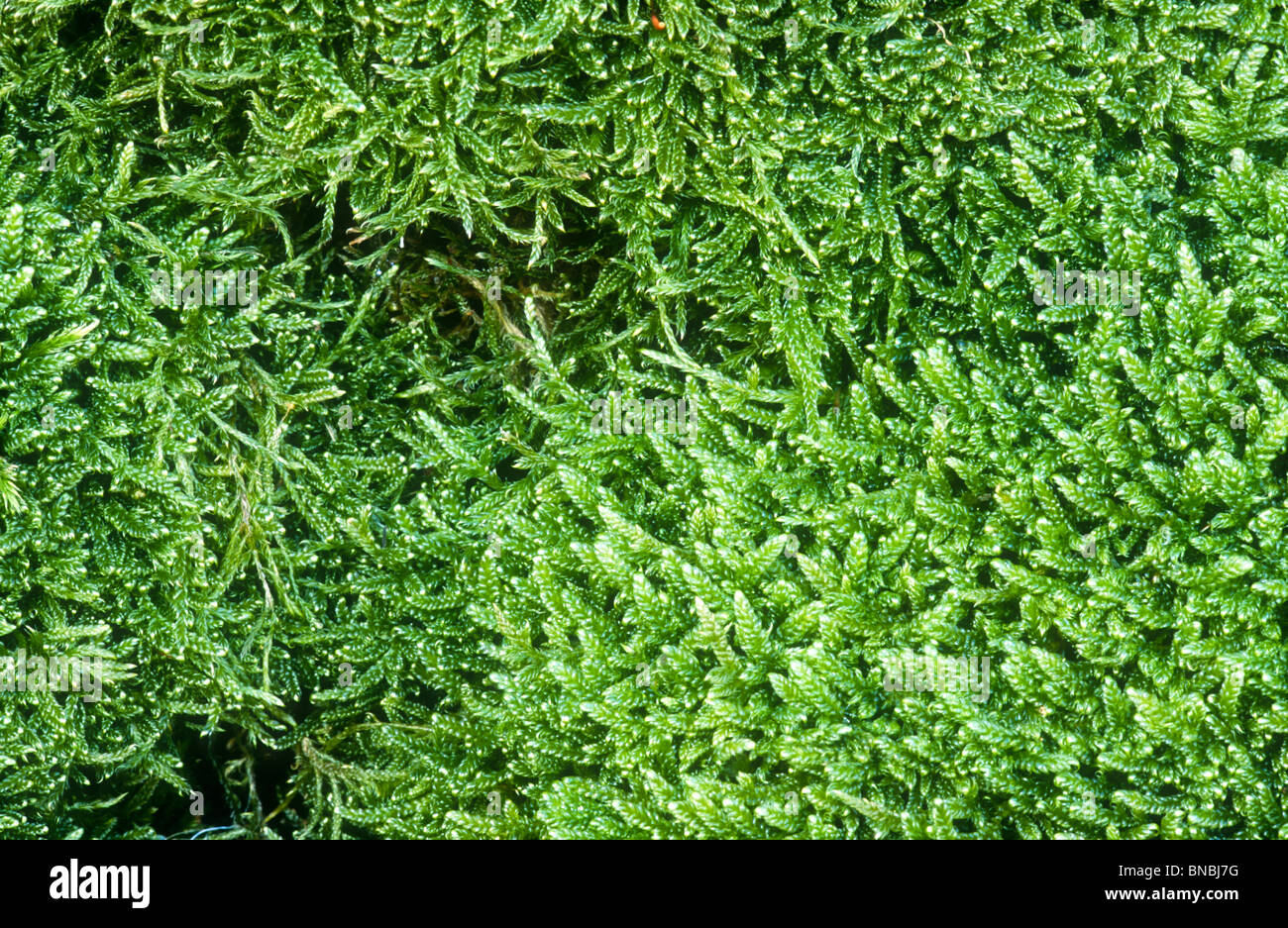 Moss on limestone wall, Brachythecium rutabulum, Coombs Dale, Derbyshire Stock Photo