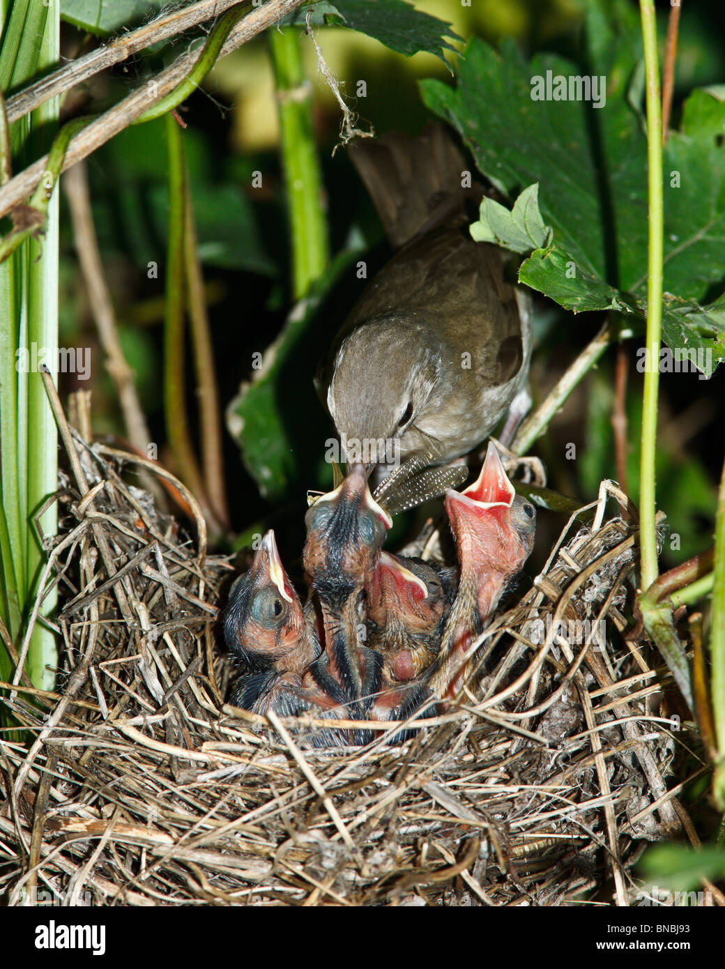 Garden Warbler (Sylvia borin) by a nest with baby bird. Stock Photo