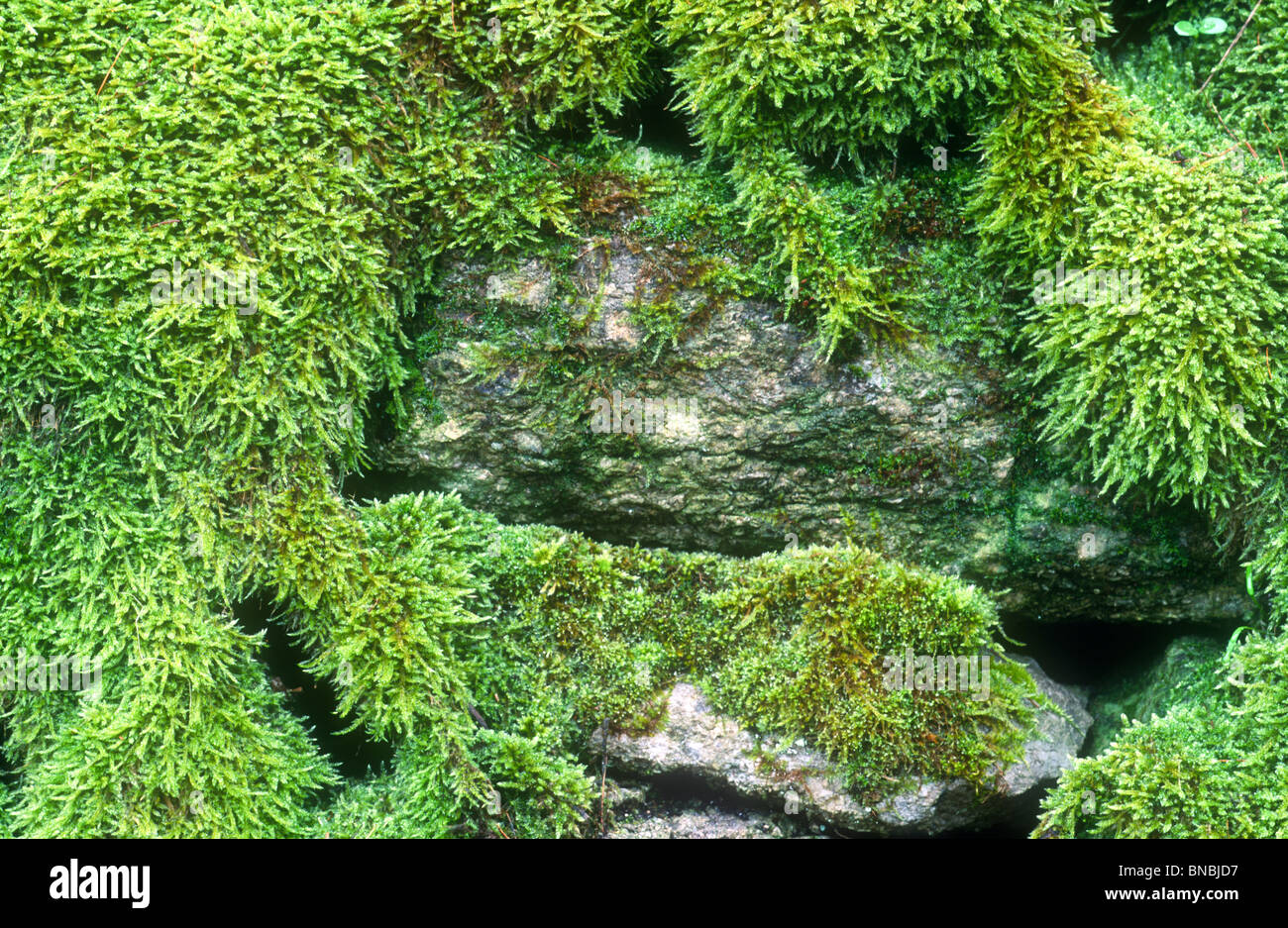 Moss on limestone wall, Brachythecium rutabulum, Hassop, Derbyshire Stock Photo