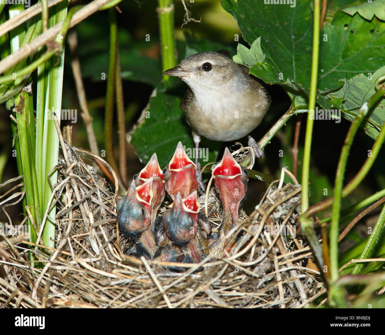 garden-warbler-sylvia-borin-by-a-nest-with-baby-bird-stock-photo-alamy