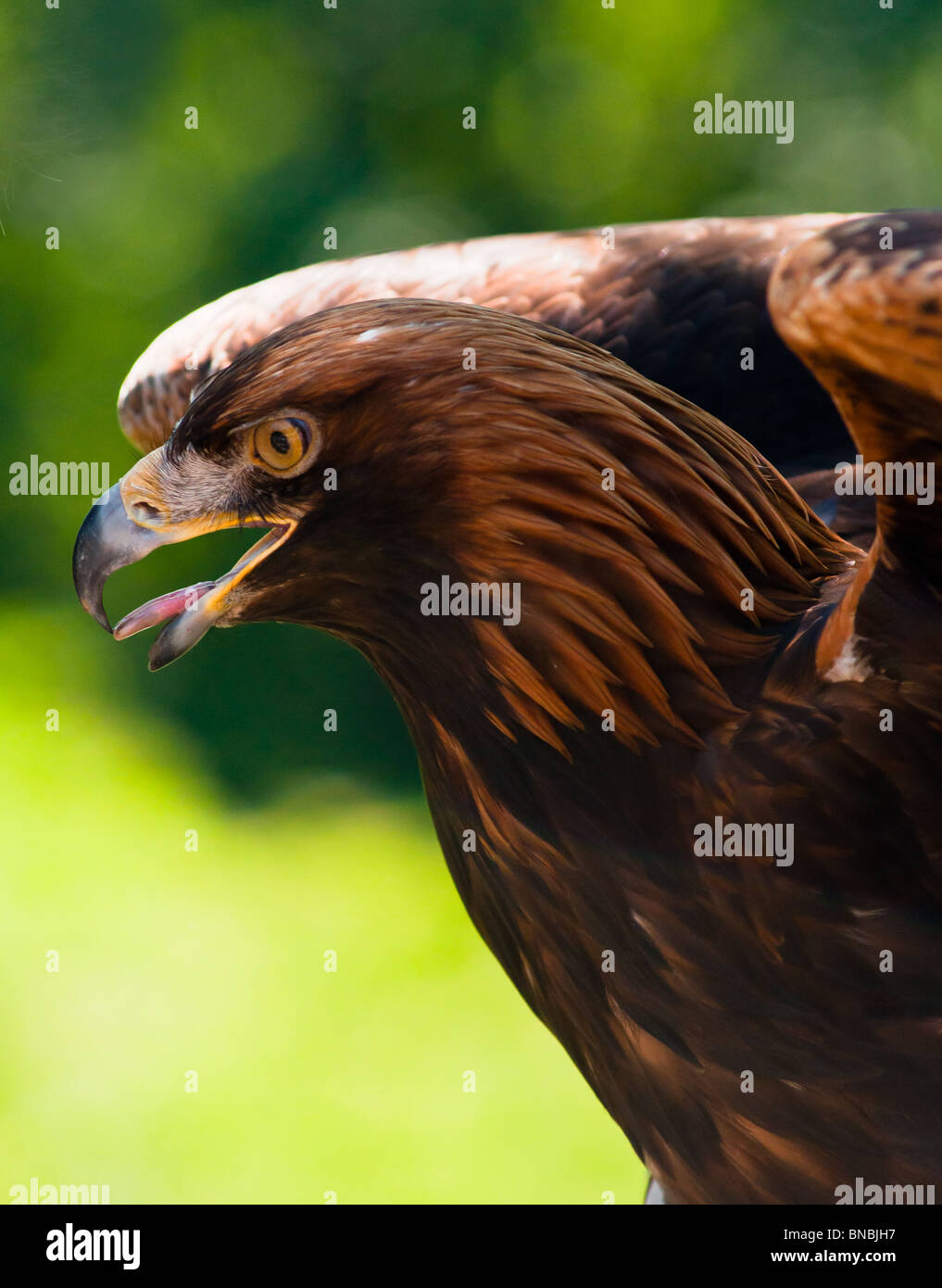 Golden Eagle Wings Spread