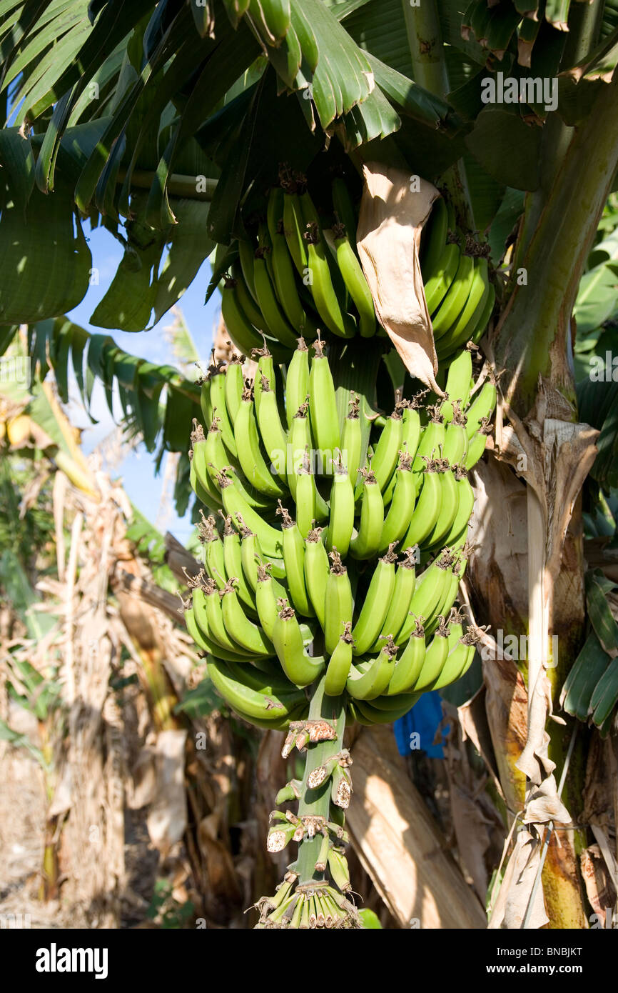 Banana Bunch on tree on Carmel Coast  - Israel Stock Photo