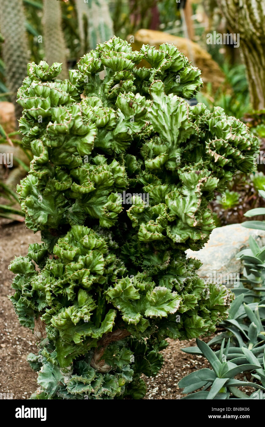 Mottled spurge, Euphorbia lactea cristata, euphorbiaceae Stock Photo