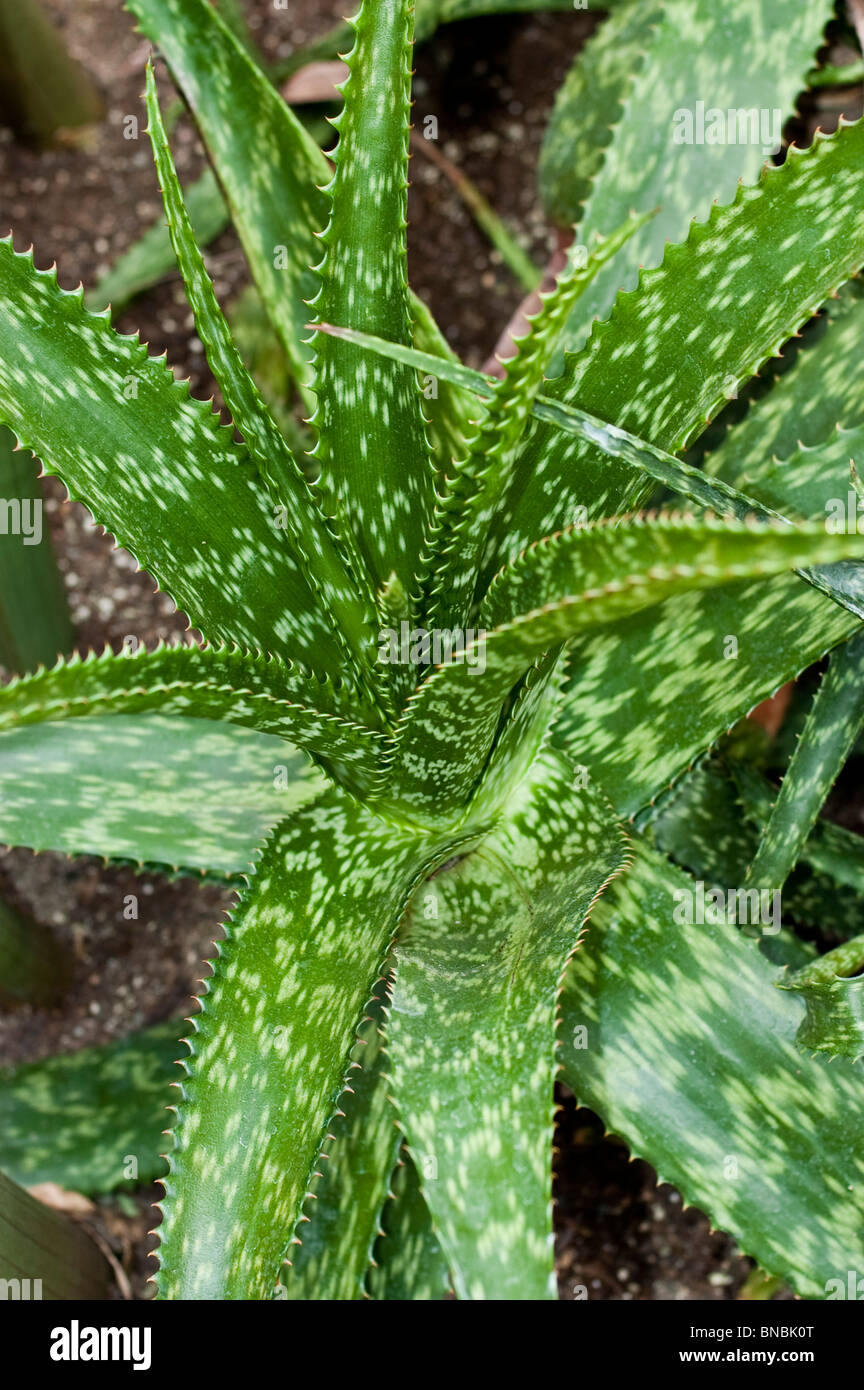 Aloe greatheadii var. davyana, a spotted succulent plant from the Lilaceae  family native to South Africa, growing in a garden setting Stock Photo -  Alamy