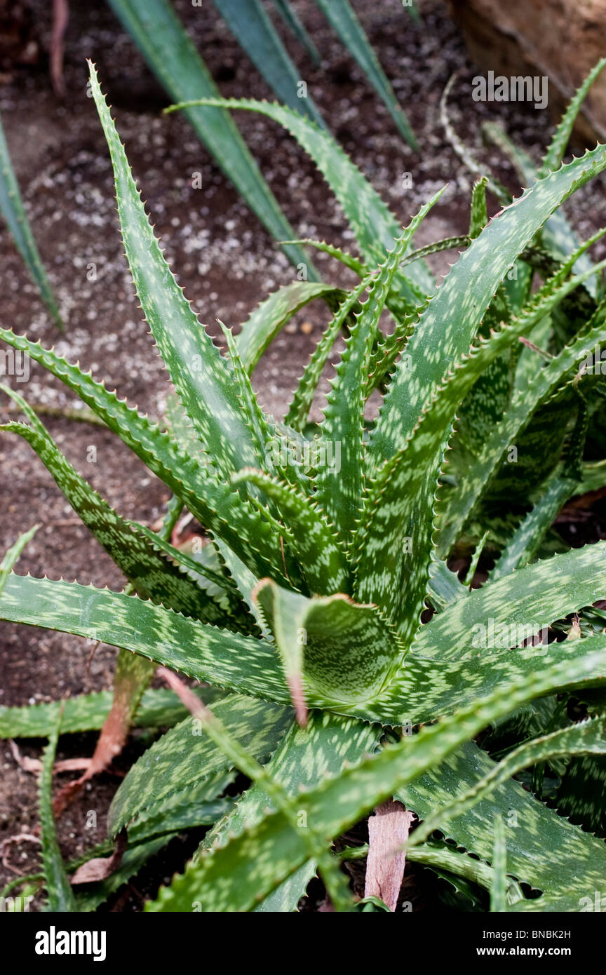 Aloe greatheadii var. davyana , lilaceae, South Africa Stock Photo - Alamy