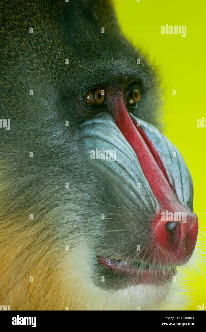 Mandrill baboon up close Stock Photo