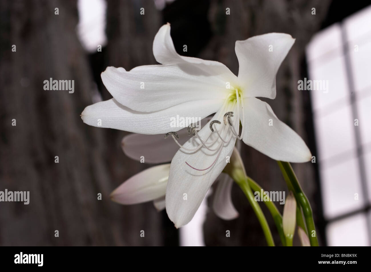 White flowers of Spider lily, Crinum X powellii, Amaryllidaceae Stock Photo