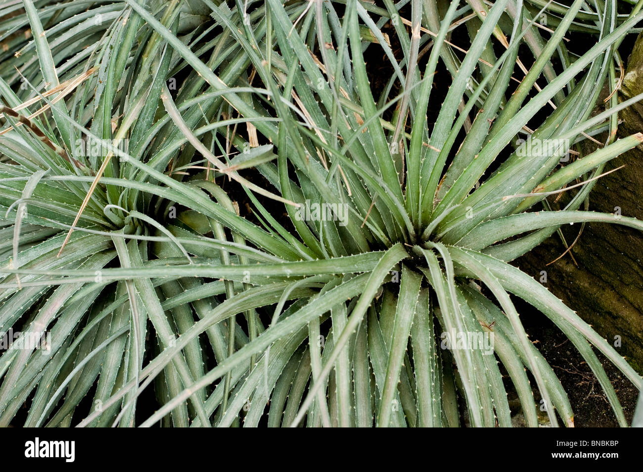 Dyckia velascana, Bromeliaceae, Argentina, South America Stock Photo