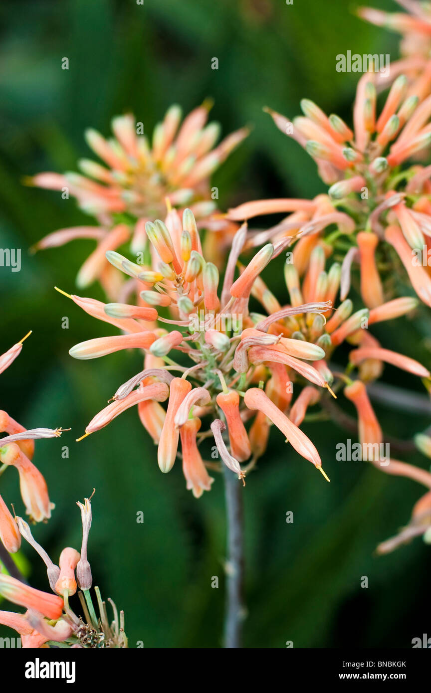 Pink flowers of Aloe swynnertonii, liliaceae, South Africa Stock Photo