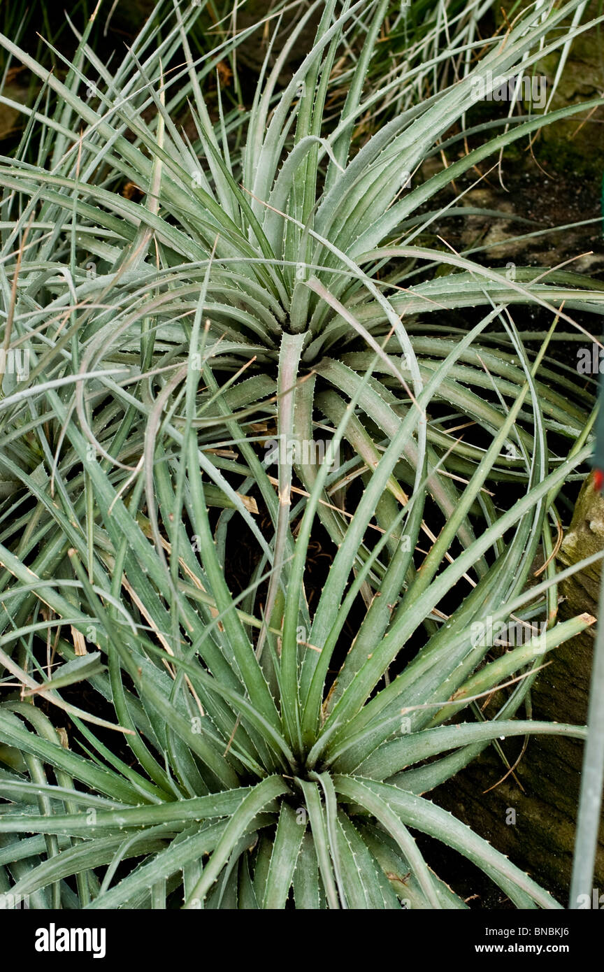 Dyckia velascana, Bromeliaceae, Argentina, South America Stock Photo