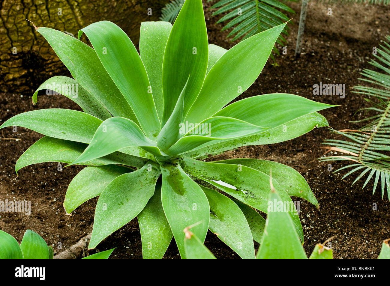 Foxtail agave, Agave attenuata, Agavaceae, Mexico Stock Photo