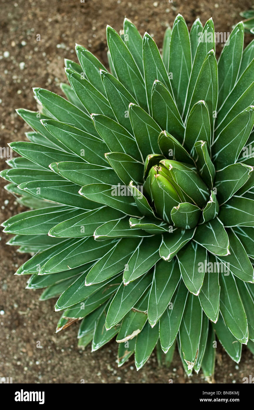 Century Plant, Queen Victoria's agave, Agave victoriae-reginae, Agavaceae Stock Photo