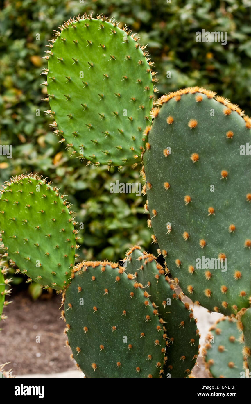 Texas pricklypear, Opuntia engelmannii, cacteaceae, USA, Mexico Stock Photo