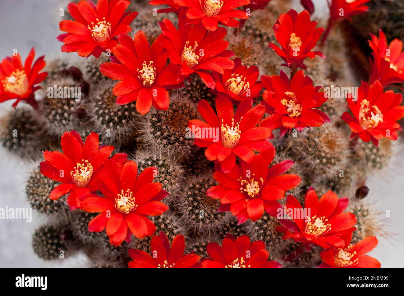Red cactus flowers of Rebutia spegazziniana, Cactaceae Stock Photo
