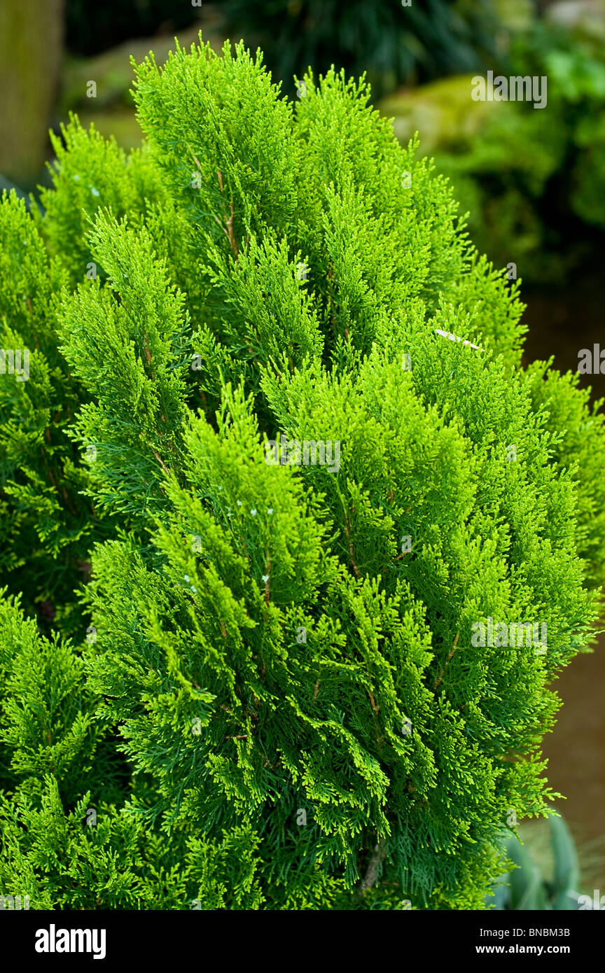 Oriental Thuja, Platycladus orientalis Aureus, cupressaceae Stock Photo