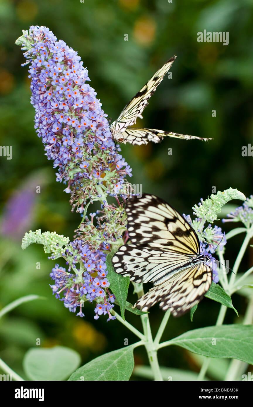 Paper Kite, Rice Paper butterfly, Idea leuconoe sitting on blue flower Stock Photo