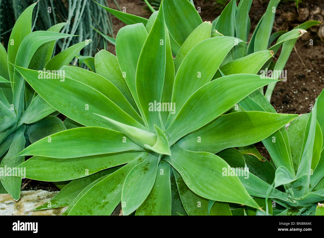 Foxtail agave, Agave attenuata, Agavaceae, Mexico Stock Photo