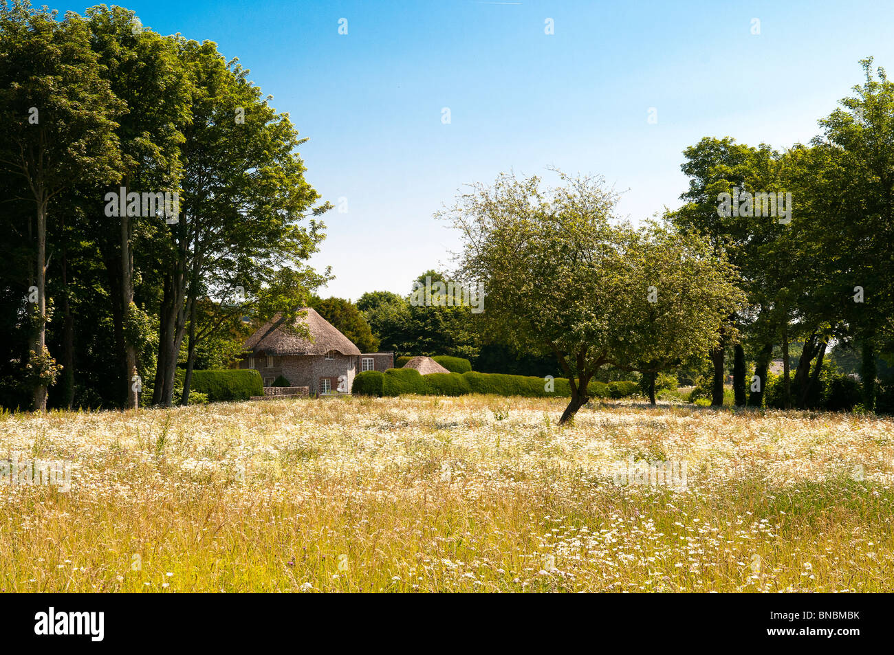 Knapped flint thatched cottage set in field of wild flowers at West