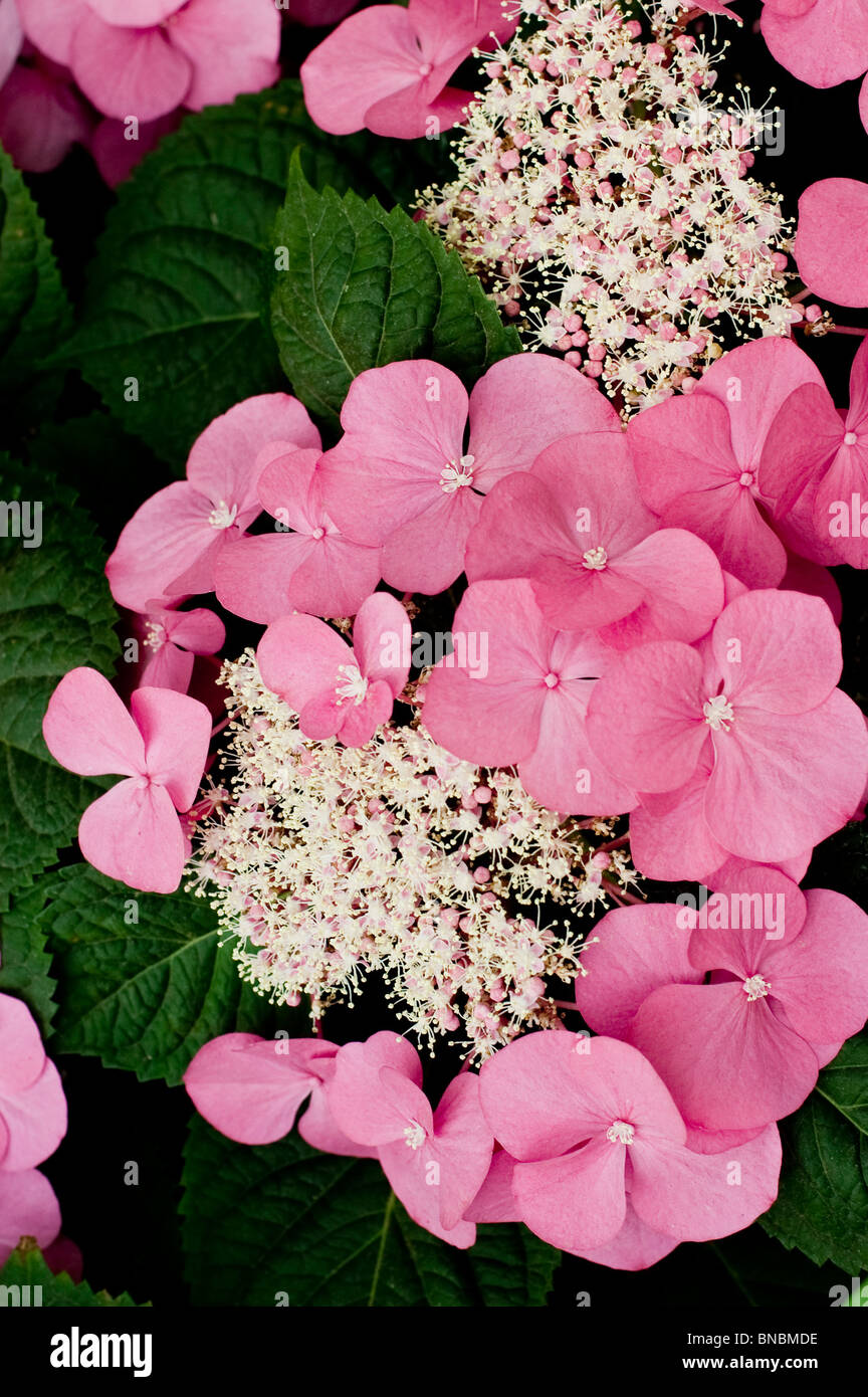 Hydrangea Macrophylla Taube Pink Flowers Hortensia Hortensja Stock Photo Alamy
