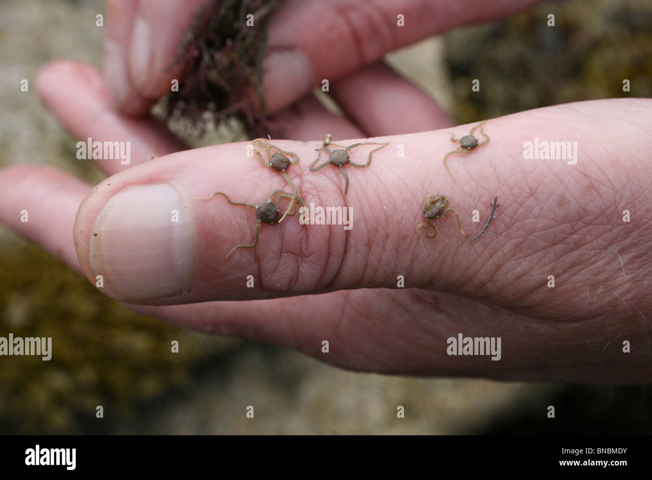 Tiny Brittlestars Amphiolus squamata On A Person's Thumb Taken At Penmon Point, Anglesey, UK Stock Photo