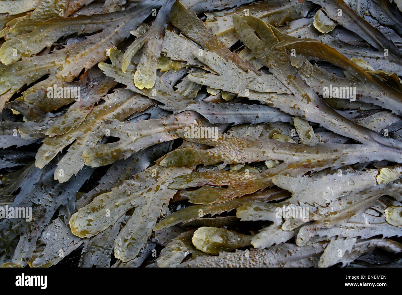 Toothed or Serrated Wrack Fucus serratus Taken At Penmon Point, Anglesey, UK Stock Photo