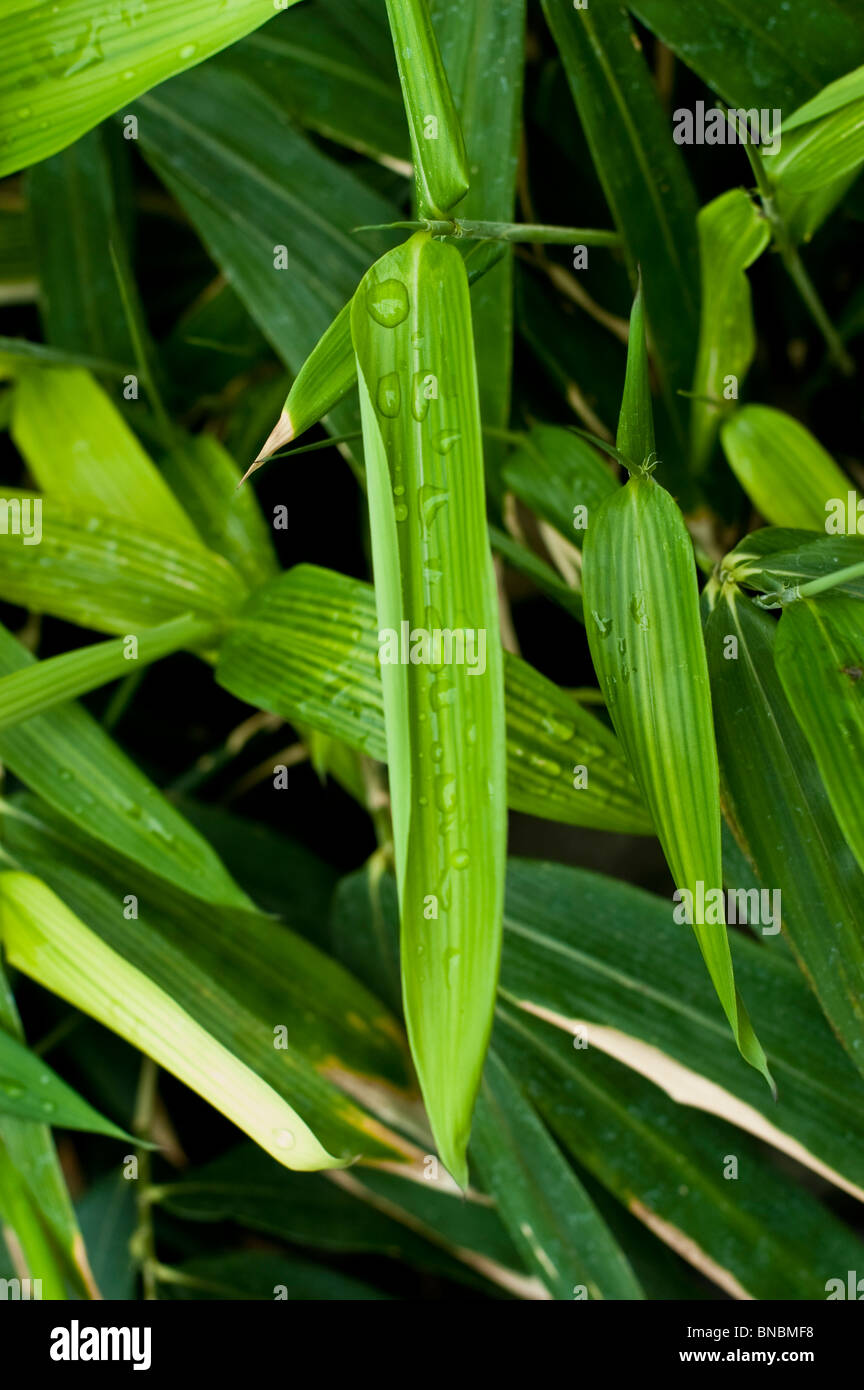 Bamboo, Indocalamus solidus, poaceae, China Stock Photo