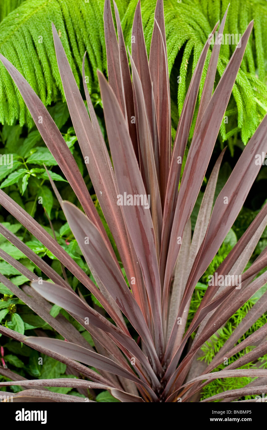 Cabbage tree, Cordyline Electric Pink, agavaceae Stock Photo