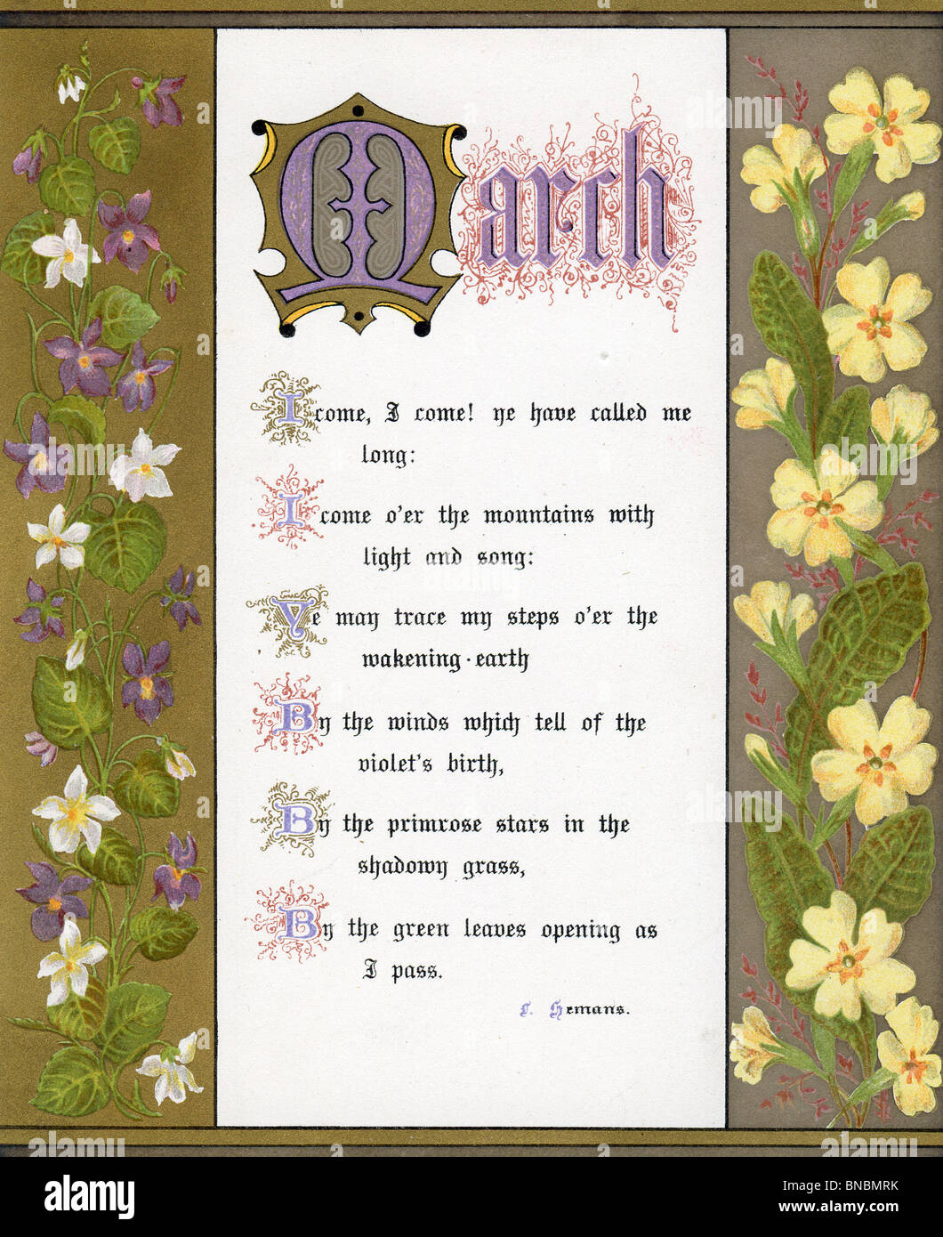 March Poem with Violets and Primula Stock Photo