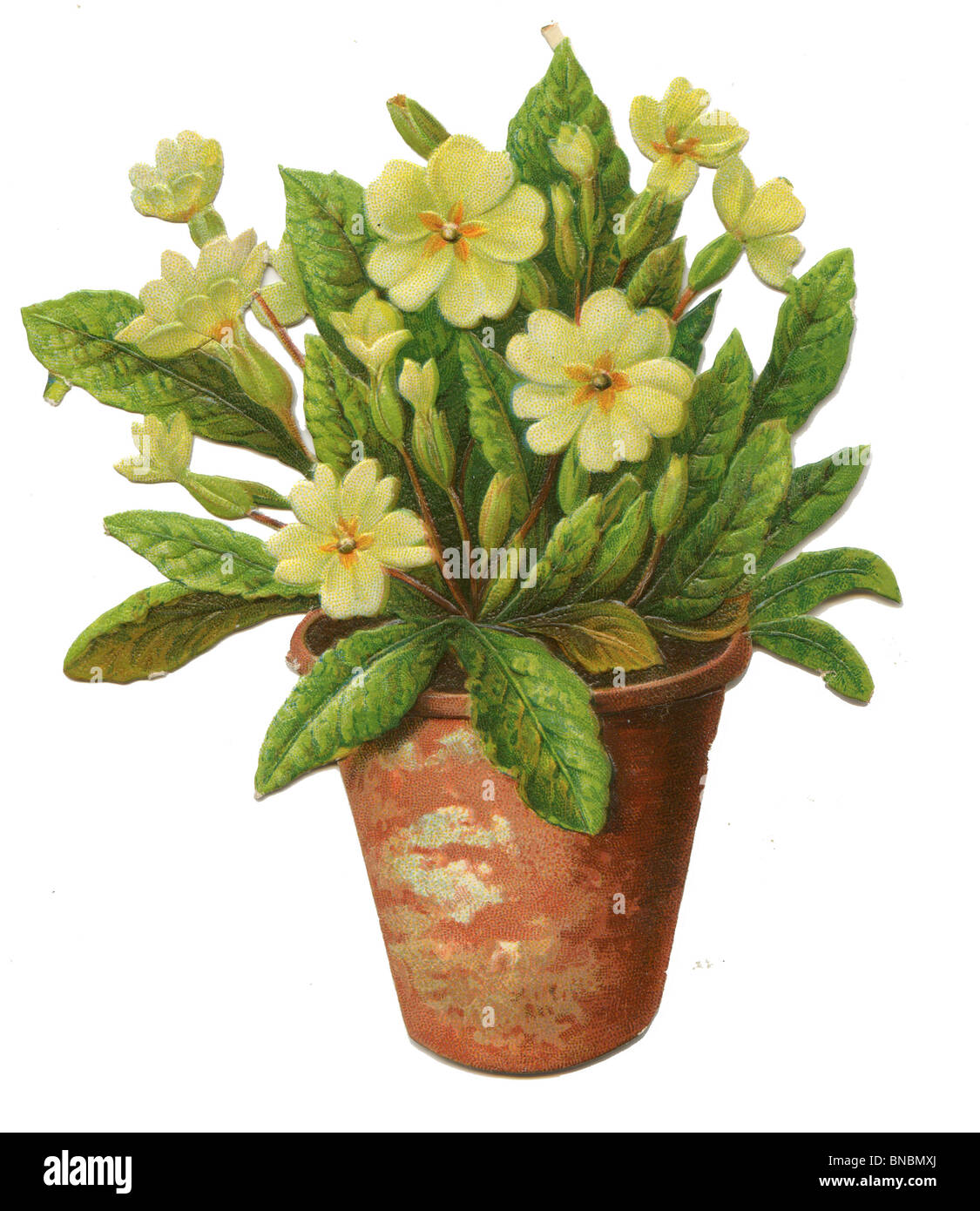 Primula in Terracotta Pot Stock Photo