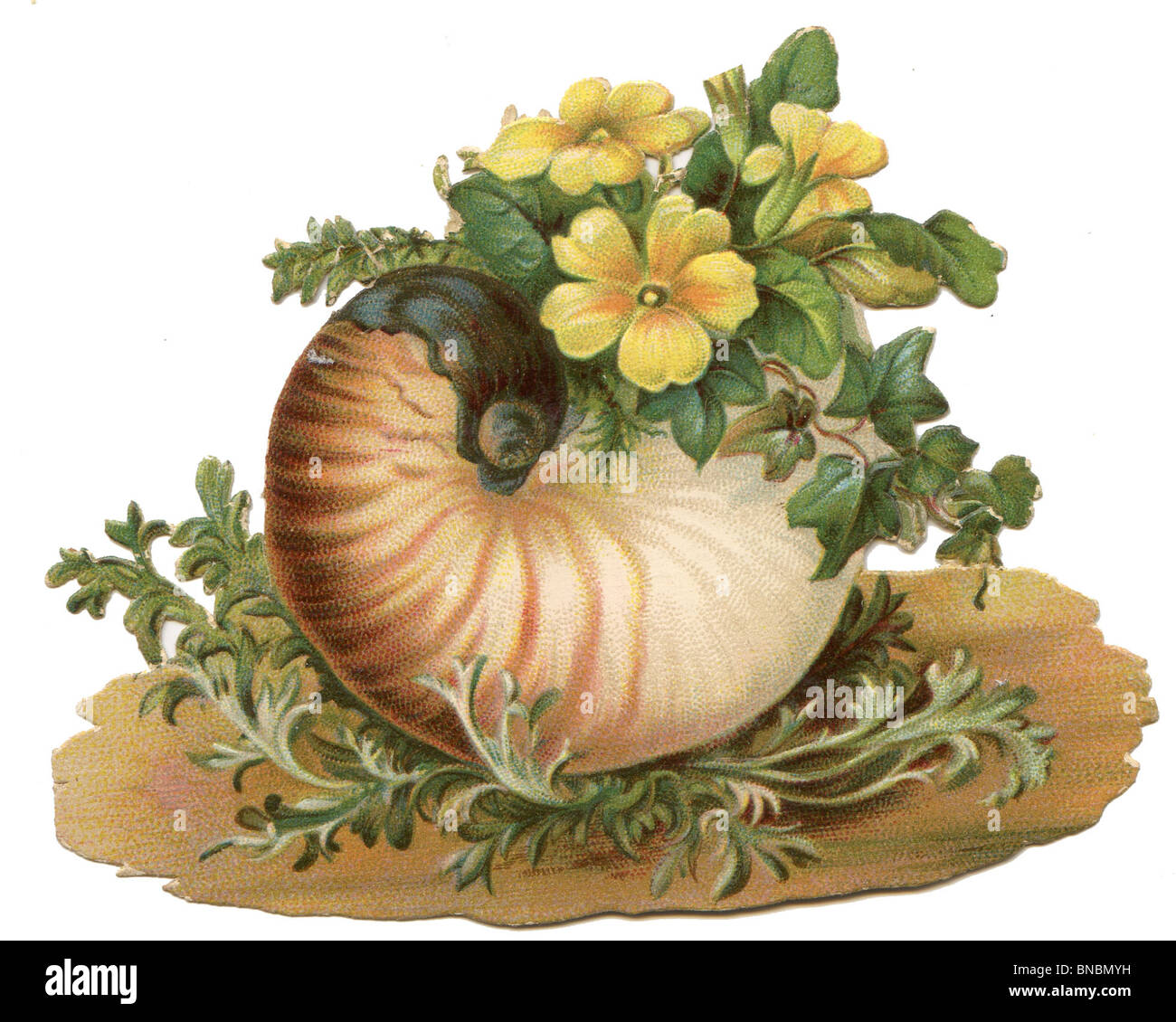 Polyanthus in a Shell Stock Photo