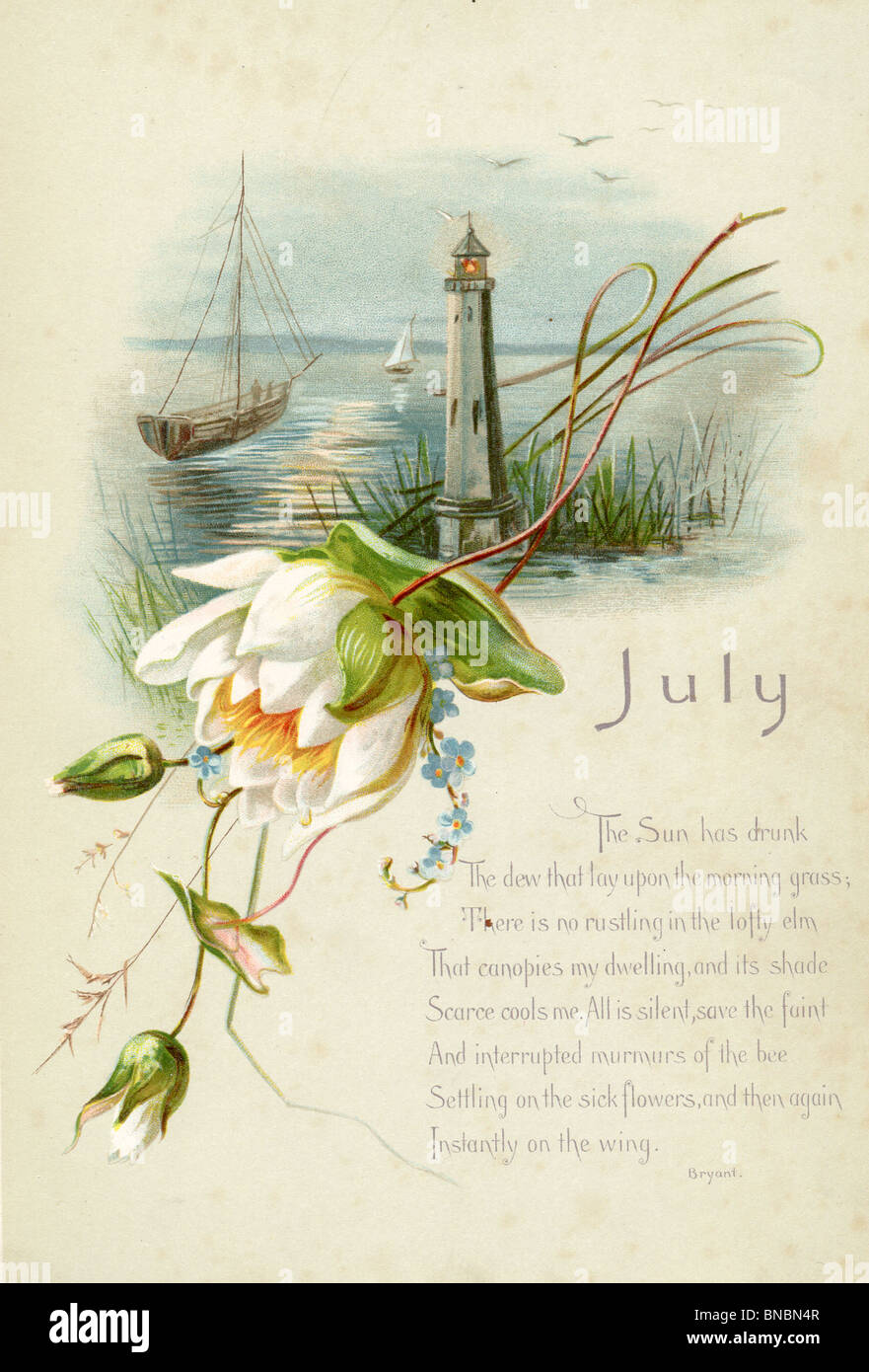 July Poem with Water Lily Stock Photo