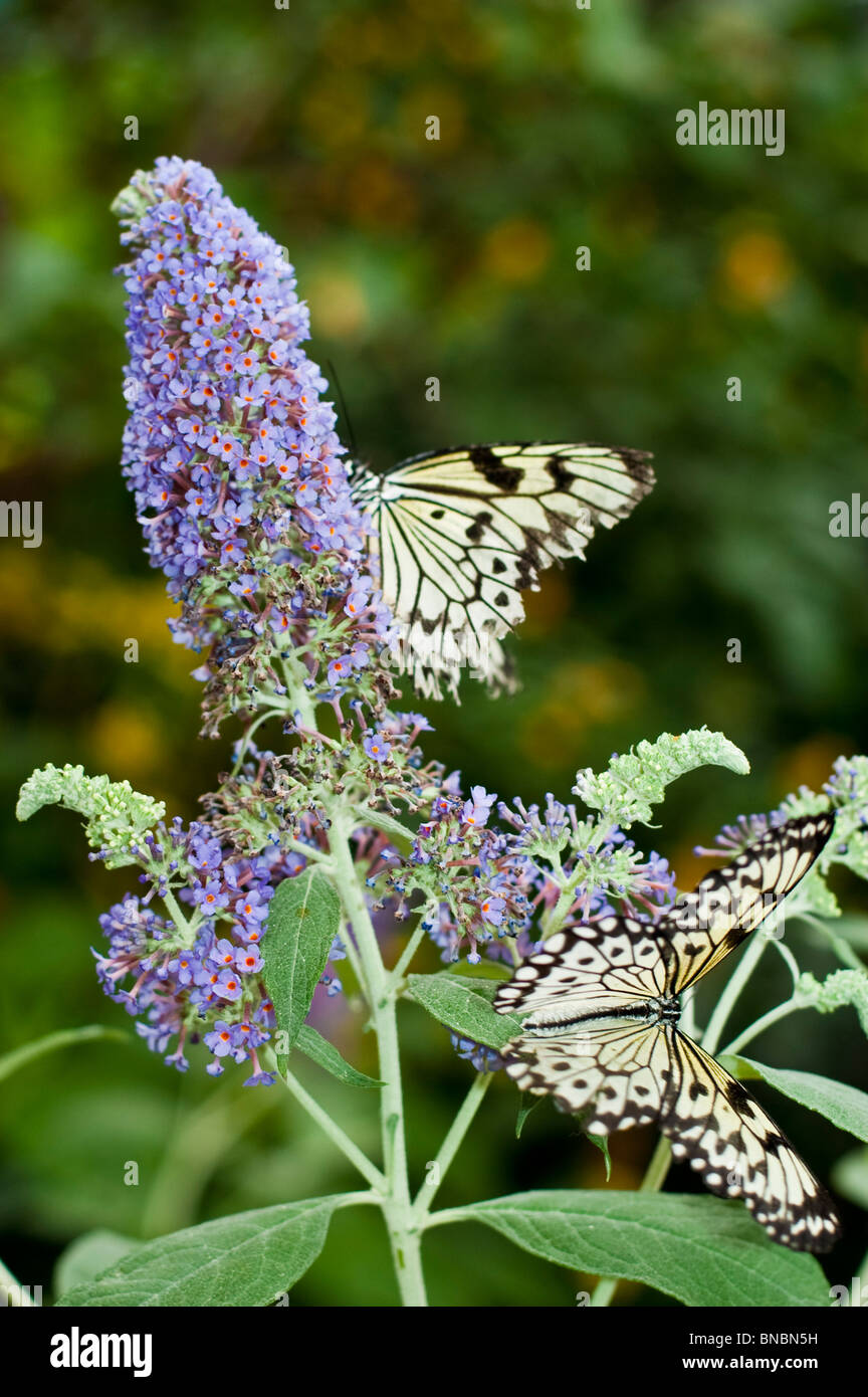 Paper Kite, Rice Paper butterfly, Idea leuconoe sitting on blue flower Stock Photo