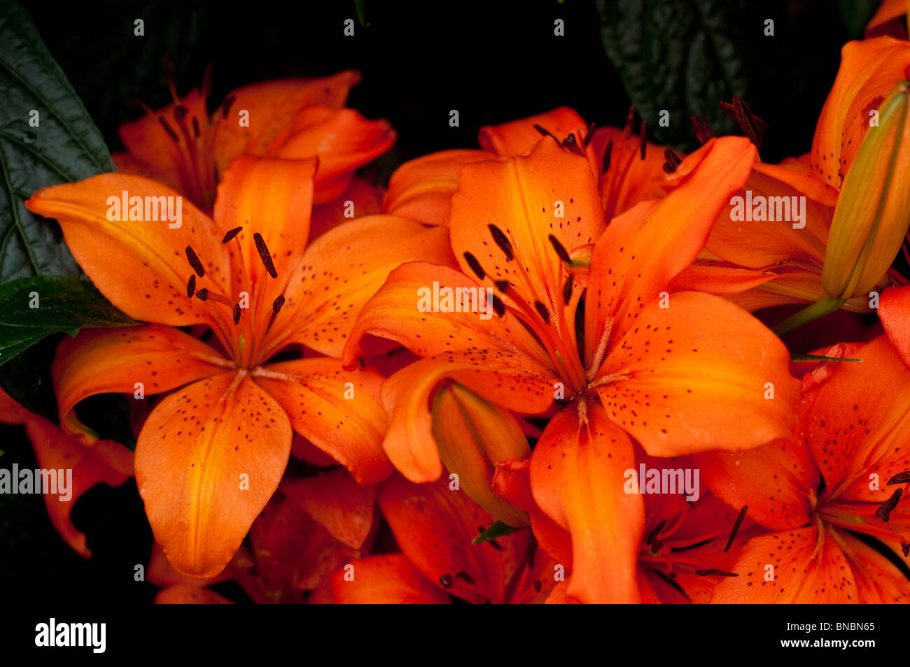 Asiatic lily, Lilium Orange Pixie, liliaceae Stock Photo Alamy