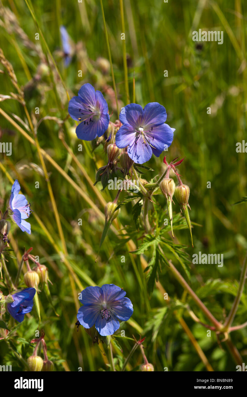 Wild flowers growing in a summer meadow in the South Downs National Park at West Dean in West Sussex, England. Stock Photo