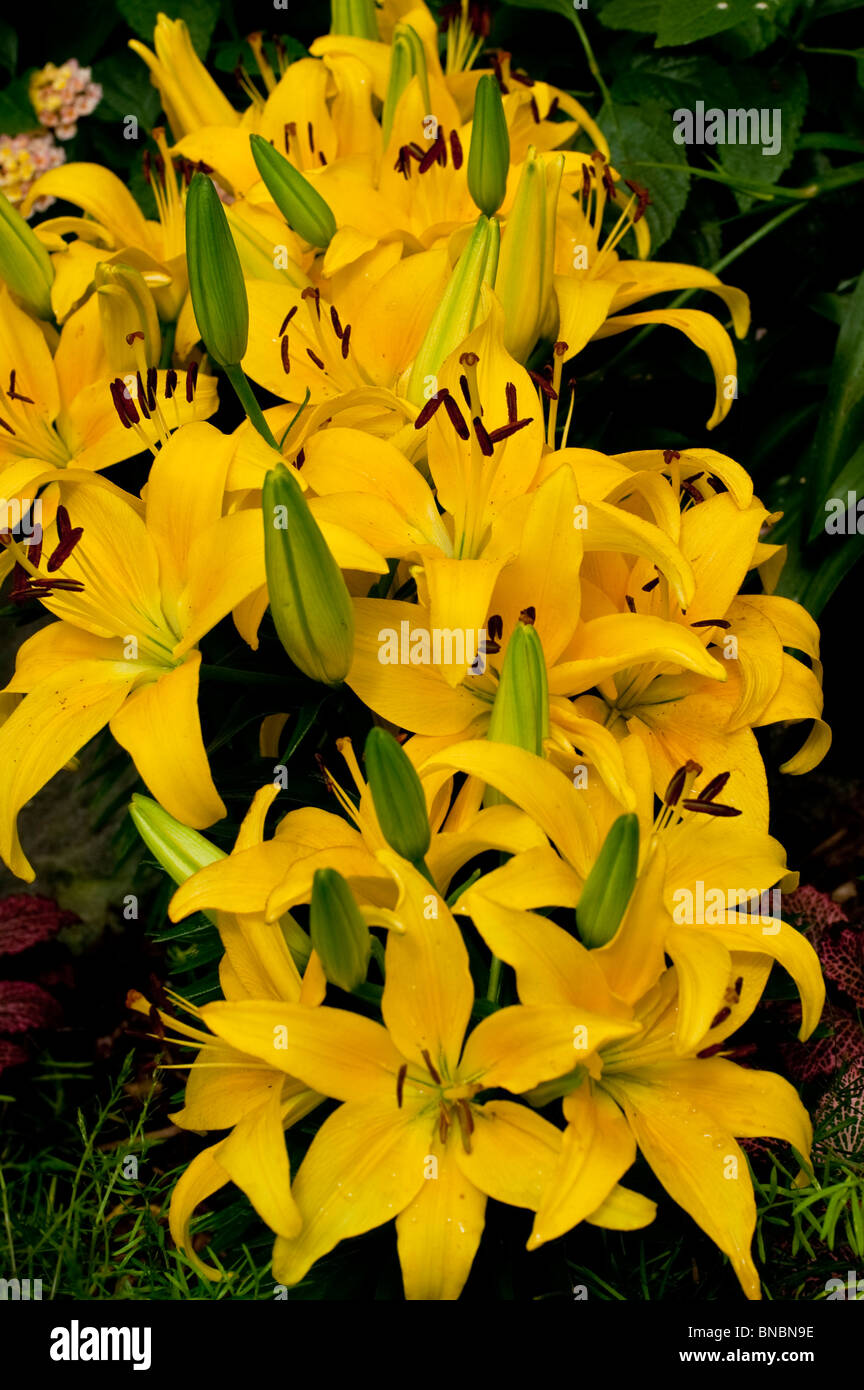 Yellow flowers of Asiatic lily, Lilium Painted Pixie, liliaceae ...