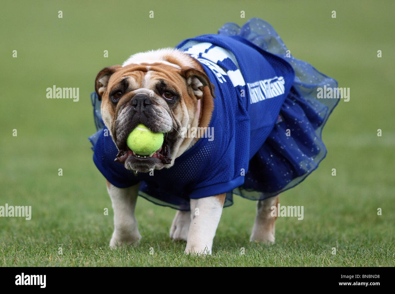 MASCOT BULLDOG THE STEVE GARVEY'S CELEBRITY SOFTBALL CLASSIC MALIBU CA 10 July 2010 Stock Photo