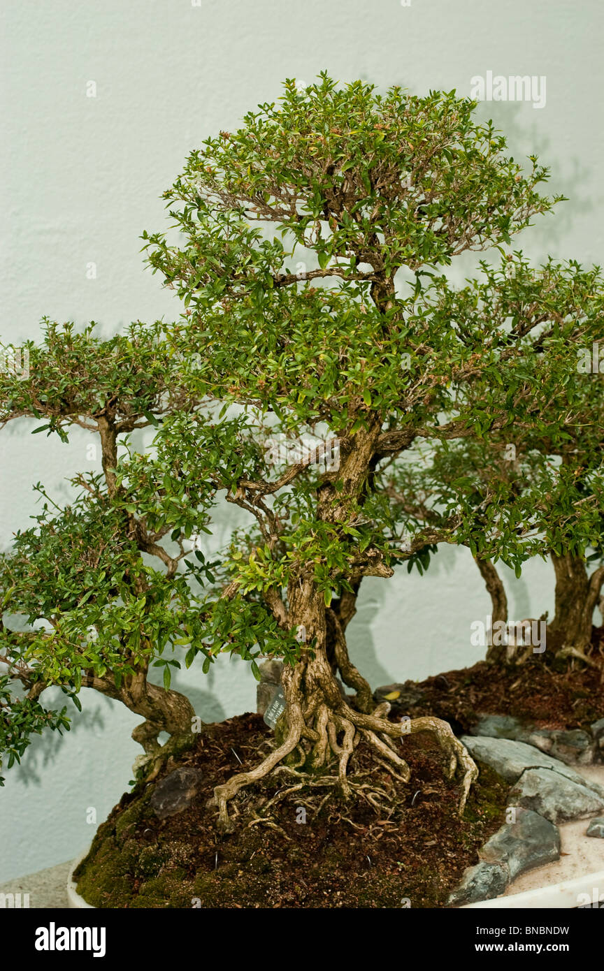 Serissa japonica Snow rose bonsai tree at Montreal Botanical Garden,  Canada. Intricate root system and lush green foliage in a miniature  landscape Stock Photo - Alamy