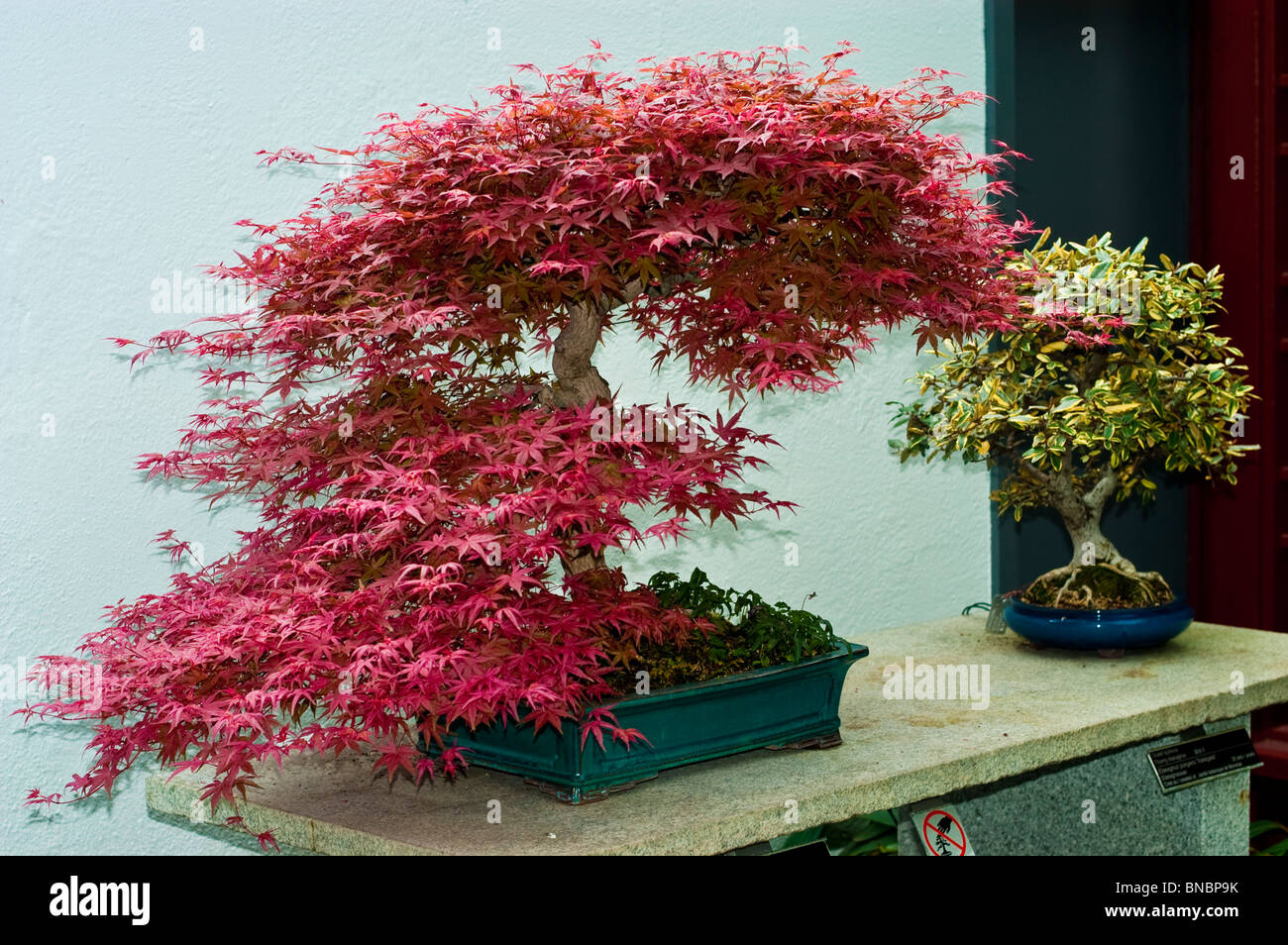 chamelaucium bonsai White Chamelaucium Uncinatum Seeds – Elegant Waxflower Seeds for Garden  Planting – Pure Asia Seeds main image 1