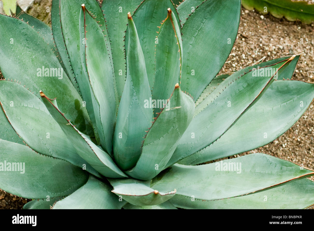 Century plant, Agave sebastiana, agavaceae, California, Mexico Stock Photo
