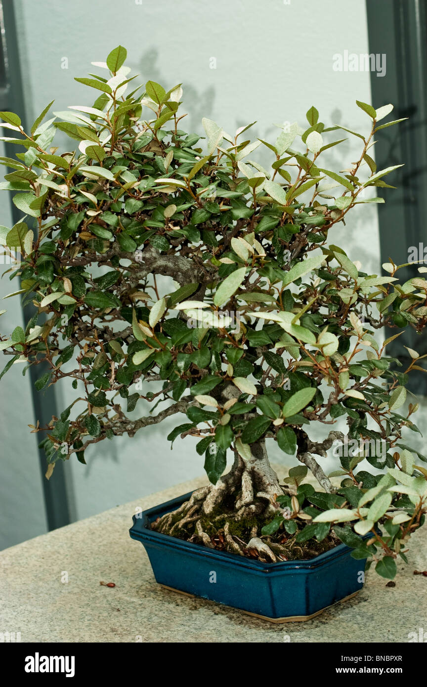 Thorny Elaeagnus, Elaeagnus pungens bonsai tree at Montreal Botanical  Garden, Canada. Miniature tree in a blue ceramic pot Stock Photo - Alamy