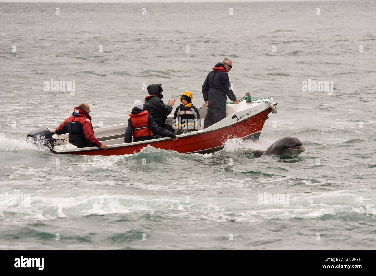 people on a small boat in Dingle bay, Ireland with Fungie the dolphin nearby Stock Photo